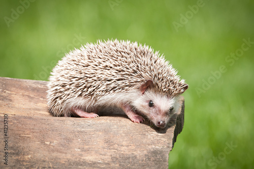 Foto: hedgehog in the wood hedgehog in the wood