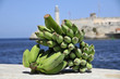 Tropical bananas Tropical bananas