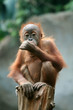 Foto: Orang Utan Orang Utan