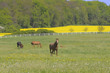Pferdeweide