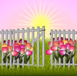 Morning in the garden tulip and fence