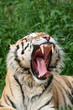 Foto: gähnender Tiger gähnender Tiger