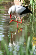 Weißstorch