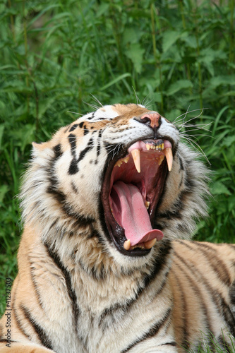 Photo: gähnender Tiger gähnender Tiger