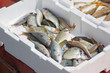fresh fish