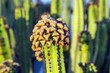 cactus with prickly pears fruits cactus with prickly pears fruits