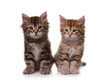 two cute siberian kittens isolated on white background