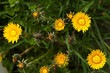 fiori di tarassaco
