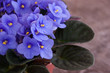 Violet Saintpaulia
