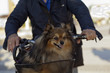 Volpino spitz nel cesto della bicicletta