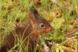 Foto: Bébé écureuil Bébé écureuil