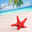 Red starfish on a beach