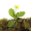 Primrose