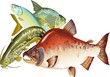 poissons