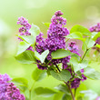 Purple Lilac in the Springtime