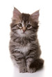 portrait of a cute siberian kitten isolated on white background