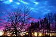 Bare trees at sunset