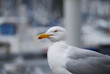 mouette dans un port