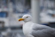 mouette dans un port