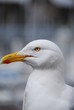regard de goeland