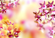 Blooming Background