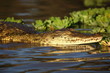 Young African Crocodile