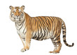 Portrait of a Royal Bengal tiger