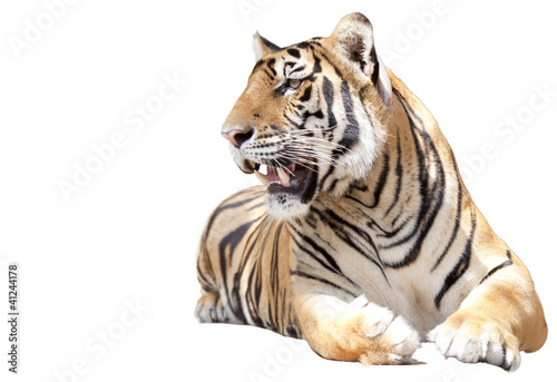 Photo: Tiger sit Tiger sit