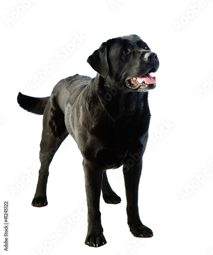 Photo: Labrador dog Labrador dog