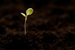 awakening of the plant