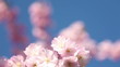Driving under cherry blossoms