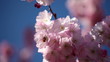 Bee collecting nectar in cherry blossom