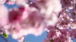 Spinning under cherry blossoms