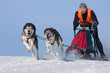 Schlittenhunde