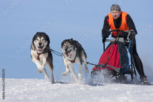 Foto: Schlittenhunde Schlittenhunde