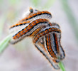 Caterpillars are interwoven into a ball on grass