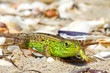 Bright green lizard