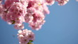 Looking up to cherry blossoms