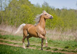 walking horse