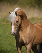 palomino horse portrait