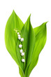 Lily of the Valley