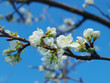 plum flowers