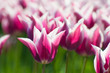 Zweifarbige Tulpen