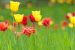 Blumenwiese mit roten und gelben Tulpen