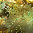 salt water coral