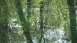 池に移る木々