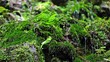 Video: 水と森 水と森