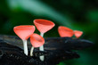 autumn red champagne mushroom autumn red champagne mushroom