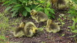 five cute newborn baby geese five cute newborn baby geese