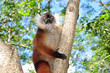 Madagascar. Lemure di Nosy Komba Madagascar. Lemure di Nosy Komba